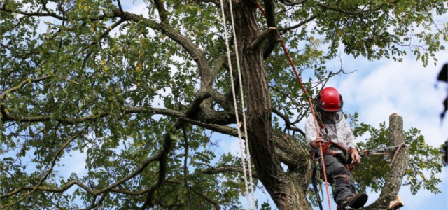 Tree Surgery throughout South Yorkshire