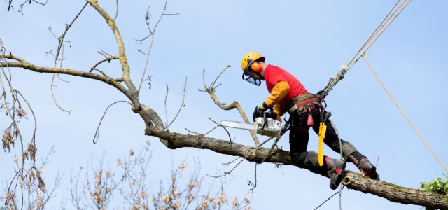 Tree Surgeon, Doncaster, South Yorkshire