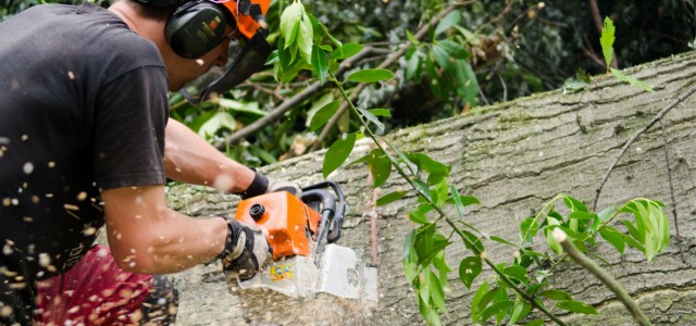Tree Surgery – Sheffield, South Yorkshire