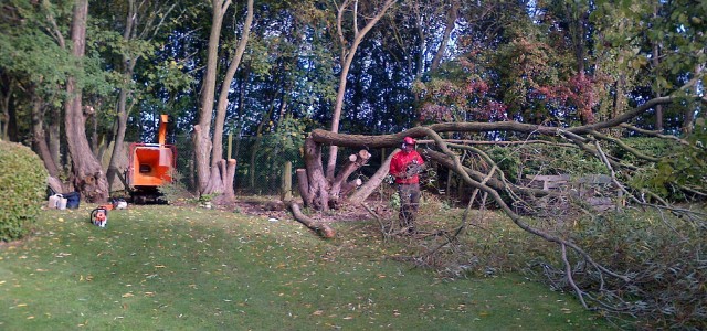 Domestic Tree Surgery Service for