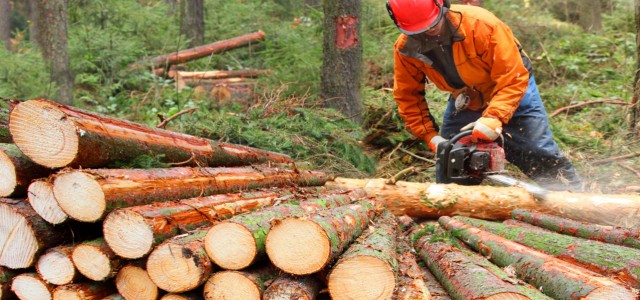 Commercial, Professional Tree Contractor